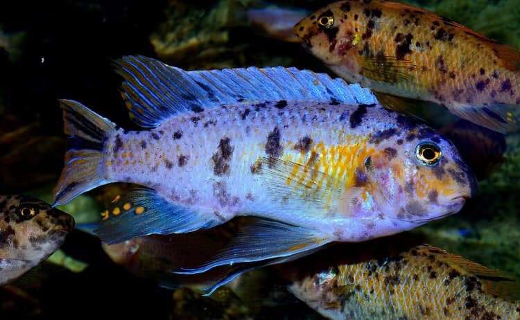 Labeotropheus fuelleborni 'Chimwalani Reef'